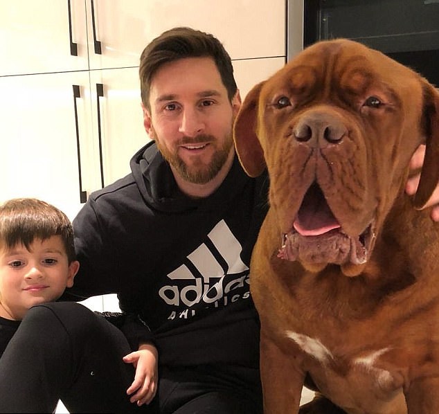 Giật mình với chú chó khổng lồ Hulk của Lionel Messi | Bóng Đá